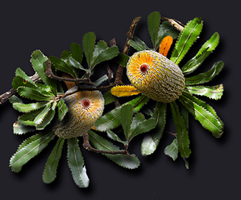 beautiful yellow banksia